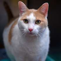 Thumbnail photo of Draco Malfoy #2