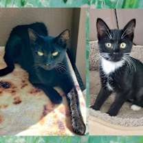 Thumbnail photo of Pip & Joy #1