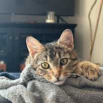 Thumbnail photo of Cupid is LOST #4