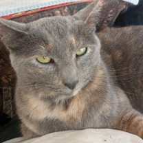 Thumbnail photo of queenie #3