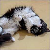 Thumbnail photo of Daisy (formerly Rosabelle) #1