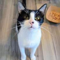 Thumbnail photo of Matcha #1