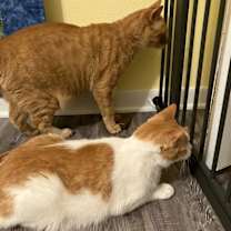 Thumbnail photo of Little Buddy -- Bonded Buddy With Big Ben #4