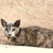 Thumbnail photo of Lila #1