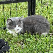 Thumbnail photo of Dodger #3