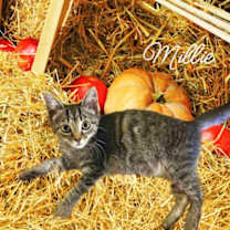 Thumbnail photo of Millie *kitten* #2
