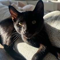 adopt-pet