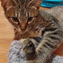 Thumbnail photo of Jasper #3