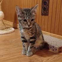 Thumbnail photo of Ozzie #3