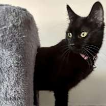 Thumbnail photo of Luna #3