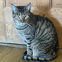 Thumbnail photo of Phoebe #1