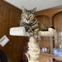 Thumbnail photo of Tigger #2