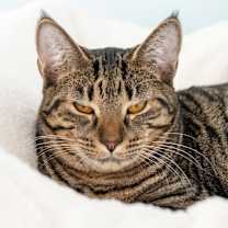 Thumbnail photo of Phoebe #2