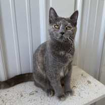 Thumbnail photo of Nova #2