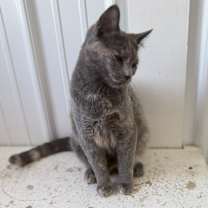 Thumbnail photo of Nova #3