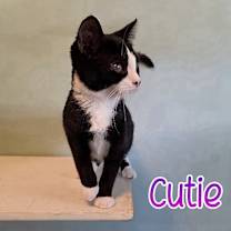 Thumbnail photo of Cutie #1