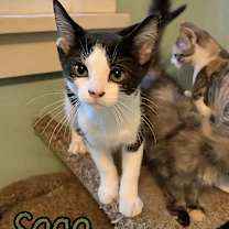 Thumbnail photo of Sage #1