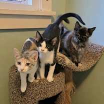 Thumbnail photo of Sage #2