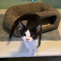 Thumbnail photo of Sage #3