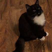 Thumbnail photo of Maverick #1