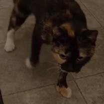 Thumbnail photo of Jazzy #2