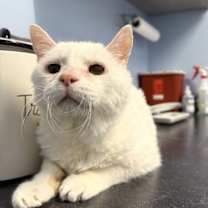 Thumbnail photo of Frosty Fries #2