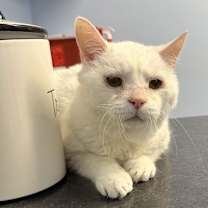 Thumbnail photo of Frosty Fries #4