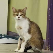 Thumbnail photo of May the Brown Beauty #3