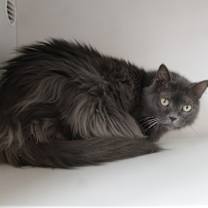 Thumbnail photo of Misty #4