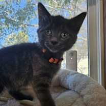 Thumbnail photo of Smidge #2