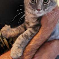 Thumbnail photo of Corrie #2