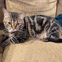 Thumbnail photo of Loki #1