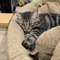 Thumbnail photo of Loki #2