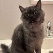 Thumbnail photo of Trafil (Part Persian) #1