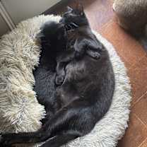 Thumbnail photo of Duke & Daisy #1