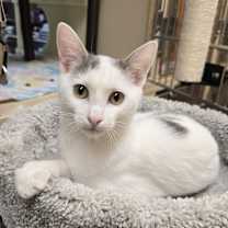 Thumbnail photo of Darrin #2