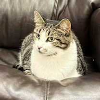 Thumbnail photo of Bluey #1