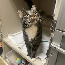 adopt a pet