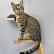 Thumbnail photo of Casey #1