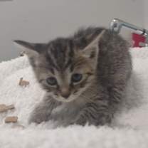 Thumbnail photo of Kibble #2