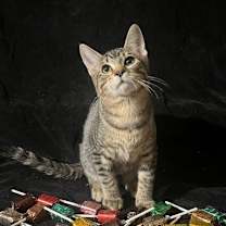 Thumbnail photo of Little Star (& Twinkle Twinkle) #2