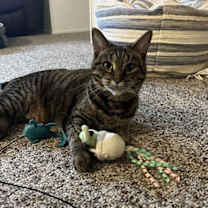 Thumbnail photo of Birdee #1