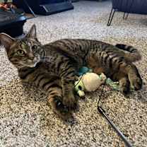 Thumbnail photo of Birdee #2