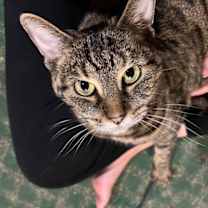 Thumbnail photo of Birdee #3