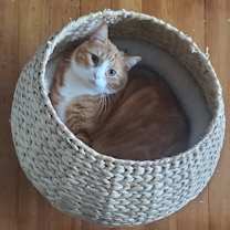 Thumbnail photo of Finnigan #4