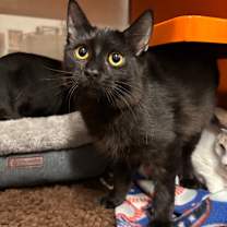 Thumbnail photo of Hamilton #2