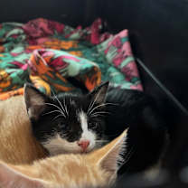 Thumbnail photo of Lefty #2