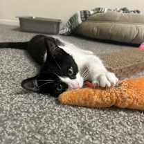 Thumbnail photo of Pascal #3