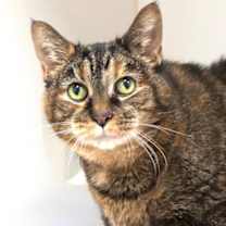 Thumbnail photo of Gambit (in foster) #1