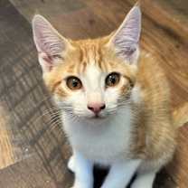 Thumbnail photo of Stitch #1